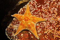 Leather starfish (Dermasterias imbricata) portrait, British Columbia, Canada, Pacific Ocean.