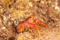 Red reef lobster / Western reef lobster (Enoplometopus occidentalis) on a reef, Hawaii, Pacific Ocean.