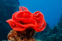 The red eggmass of a Spanish dancer nudibranch, (Hexabranchus sanguineus), Hawaii, Pacific Ocean.