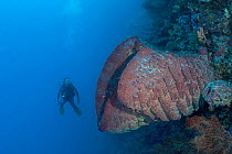 A large Barrel sponge (Xestospongia testudinaria), which filters organic material from the water column, on a coral reef with a scuba diver in the background, Bali, Indonesia, Indo-Pacific. Model rele...