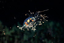Clinging jellyfish (Gonionemus vertens) close up at night, Hawaii, Pacific Ocean.