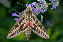 Striped hawkmoth (Hyles livornica) resting on a flower, caught using a MV light trap, Umbria, Italy. July.