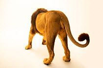 Male Asiatic lion (Panthera leo persica) rear view, portrait, Zoo Santo Inacio. Captive. Endangered.
