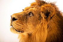 Male Asiatic lion (Panthera leo persica) head portrait, Zoo Santo Inacio. Captive. Endangered.