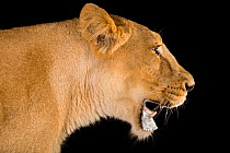 Female Asiatic lion (Panthera leo persica) roaring, head portrait, Kamla Nehru Zoological Garden. Captive. Endangered and Federally endangered.