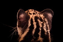 Clouded leopard (Neofelis nebulosa) cub, aged nine weeks, rear view of head,  Columbus Zoo. Captive. Federally endangered, .