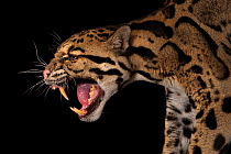 Clouded leopard (Neofelis nebulosa) snarling, head portrait, Houston Zoo. Captive. Federally endangered.