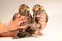 Two female Clouded leopard cubs (Neofelis nebulosa) aged nine days, being held in hands,  Nashville Zoo. Captive. Federally endangered.