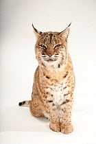 Female Bobcat (Lynx rufus) sitting, portrait, Miller Park Zoo. Captive.