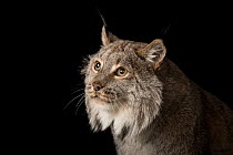 Canada lynx (Lynx canadensis) head portrait, Cincinnati Zoo. Captive. Federally threatened.