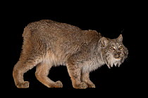 Canada lynx (Lynx canadensis) portrait, Cincinnati Zoo. Captive. Federally threatened.