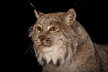 Canada lynx (Lynx canadensis) head portrait, Cincinnati Zoo. Captive. Federally threatened.