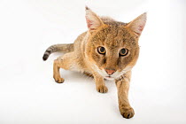 Jungle cat (Felis chaus) prowling, portrait, Conservators Center. Captive.