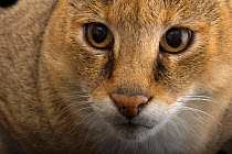Jungle cat (Felis chaus) close up  face portrait, Conservators Center. Captive..