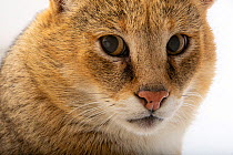 Jungle cat (Felis chaus) face portrait, Conservators Center. Captive.