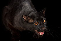 Asiatic golden cat (Catopuma temminckii) melanistic, with mouth open, portrait, Assam State Zoo. Captive. Federally endangered.