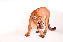 North American mountain lion (Puma concolor couguar) portrait, Rolling Hills Wildlife Adventure. Captive.