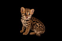 Asian leopard cat (Prionailurus bengalensis), kitten aged 4 weeks, sitting, portrait, Angkor Centre for Conservation of Biodiversity. Captive.