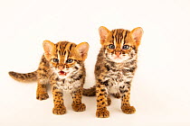 Two Asian leopard cats (Prionailurus bengalensis), kittens aged 4 weeks, sitting, portrait, Angkor Centre for Conservation of Biodiversity. Captive.