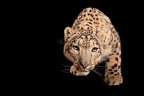 Snow leopard (Panthera uncia) portrait, Miller Park Zoo. Federally endangered. Captive.