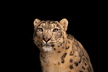 Snow leopard (Panthera uncia) head portrait, Miller Park Zoo. Federally endangered. Captive.