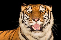 Female Bengal tiger (Panthera tigris tigris) with mouth open, head portrait, Alabama Gulf Coast Zoo. Endangered. Captive.
