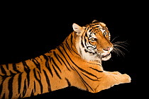 Female Bengal tiger (Panthera tigris tigris) lying down, portrait, Alabama Gulf Coast Zoo. Endangered. Captive.