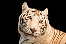 Male Bengal tiger (Panthera tigris tigris) leucistic, head portrait, Alabama Gulf Coast Zoo. Endangered. Captive.