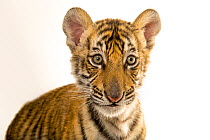 Bengal tiger (Panthera tigris tigris) cub, aged 8 and half weeks, head portrait, Alabama Gulf Coast Zoo. Endangered. Captive.