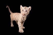 Bengal tiger (Panthera tigris tigris) cub, aged 8 and half weeks, leucistic, portrait, Alabama Gulf Coast Zoo. Endangered. Captive.
