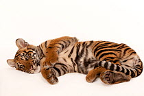 Sumatran tiger (Panthera tigris sumatrae) cub, lying down, portrait, Zoo Atlanta. Critically endangered and Federally endangered. Captive.