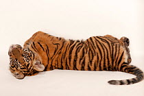 Sumatran tiger (Panthera tigris sumatrae) cub, lying down looking back, portrait, Zoo Atlanta. Critically endangered and Federally endangered. Captive.