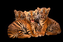 Three Sumatran tiger (Panthera tigris sumatrae) cubs, snarling, Tierpark Berlin. Critically endangered. Captive.