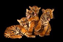 Four Sumatran tiger (Panthera tigris sumatrae) cubs, snarling, Tierpark Berlin. Critically endangered. Captive.