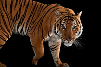 Malayan tiger (Panthera tigris jacksoni) portrait, Henry Doorly Zoo and Aquarium. Endangered. Captive.