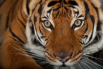 Malayan tiger (Panthera tigris jacksoni) head portrait, Henry Doorly Zoo and Aquarium. Endangered. Captive.