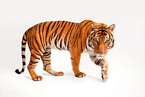 Malayan tiger (Panthera tigris jacksoni) pacing with paw raised, portrait, Henry Doorly Zoo and Aquarium. Endangered. Captive.