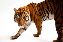 Malayan tiger (Panthera tigris jacksoni) pacing, portrait, Henry Doorly Zoo and Aquarium. Endangered. Captive.
