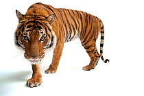 Malayan tiger (Panthera tigris jacksoni) pacing, portrait, Henry Doorly Zoo and Aquarium. Endangered. Captive.