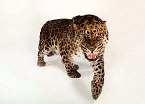 Amur leopard (Panthera pardus orientalis) snarling, portrait, Henry Doorly Zoo and Aquarium. Critically endangered. Captive.