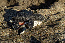 Olive ridley turtle (Lepidochelys olivacea) hatchling just hatched from egg with yolk sac still partly exposed, Oaxaca, Mexico.