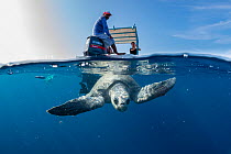 Olive ridley turtle (Lepidochelys olivacea) diving down into the sea being watched by people on a boat, Oaxaca, Mexico, Pacific Ocean.