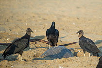 Three Black vultures (Coragyps atratus) surrounding a female Olive ridley turtle (Lepidochelys olivacea) waiting to feed on her eggs, Oaxaca, Mexico.