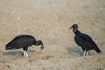 Two Black vultures (Coragyps atratus) scavenging on beach and feeding on Olive ridley turtle (Lepidochelys olivacea) hatchlings, Oaxaca, Mexico.
