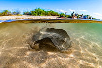 Diamond stingray (Dasyatis brevis) swimming in sandy shallows, Post Office Bay, Floreana Island, Galapagos Islands, Ecuador.