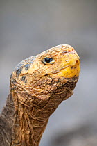 Close up of old male Espanola giant Galapagos tortoise (Chelonoidis hoodensis) head, Las Tunas, Espanola Island, Galapagos Islands, Ecuador. He was named 'Diego' after the San Diego Zoo wher...