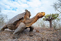 Old male Espanola giant Galapagos tortoise (Chelonoidis hoodensis) walking across clearing, Las Tunas, Espanola Island, Galapagos Islands, Ecuador. He was named 'Diego' at San Diego Zoo wher...