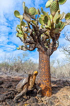 Old male Espanola giant Galapagos tortoise (Chelonoidis hoodensis) stretching its neck towards giant prickly pear cactus (Opuntia), Las Tunas, Espanola Island, Galapagos Islands, Ecuador. He was named...