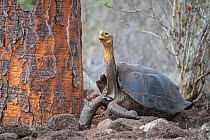 Espanola giant Galapagos tortoise (Chelonoidis hoodensis) stretching its neck towards giant prickly pear cactus (Opuntia), Espanola Island, Galapagos Islands, Ecuador.