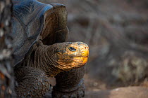 Close up of Espanola giant Galapagos tortoise (Chelonoidis hoodensis), head contracted, Espanola Island, Galapagos Islands, Ecuador.